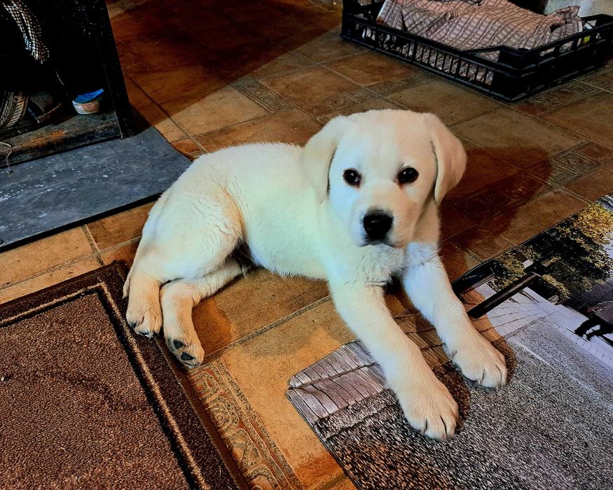 Прекрасно мъжко лабрадорче.