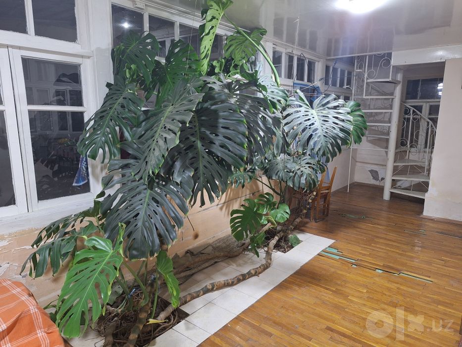 Monstera sotiladi Монстера продаётся