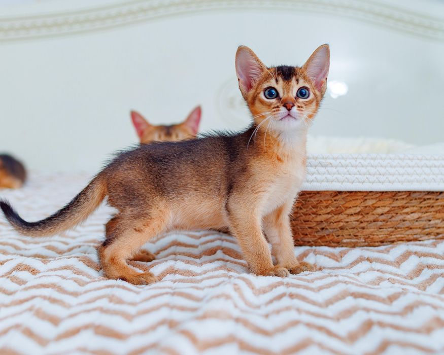 Абиссинские котята