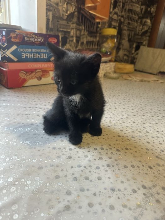 Отдам котят в добрые руки