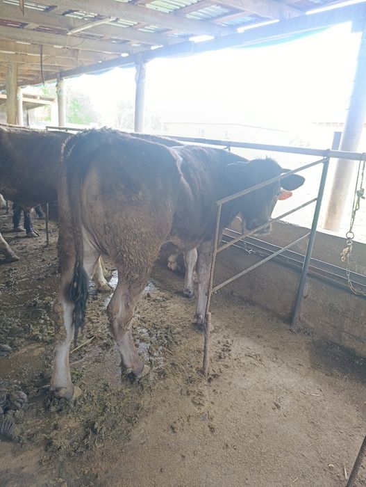 Продаю тёлку      .