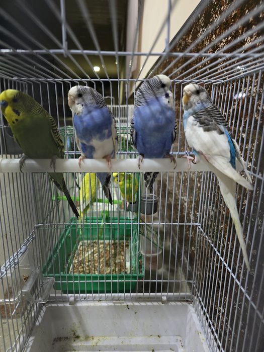 Волнистый попугай Valnisti paralar