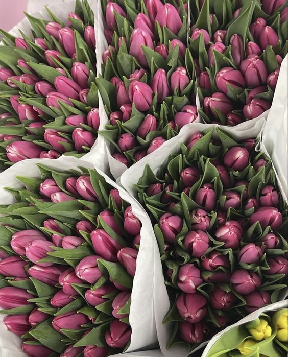 Тюльпаны оптом на 8 марта