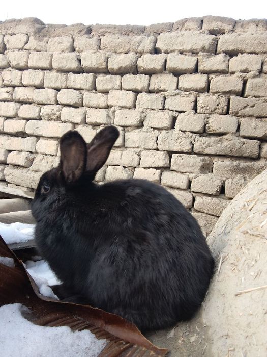 Bir juft quyon sotiladi