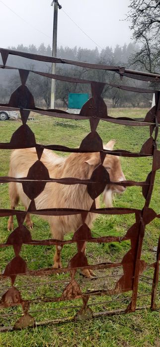 Vând Tap frumos,3 ani