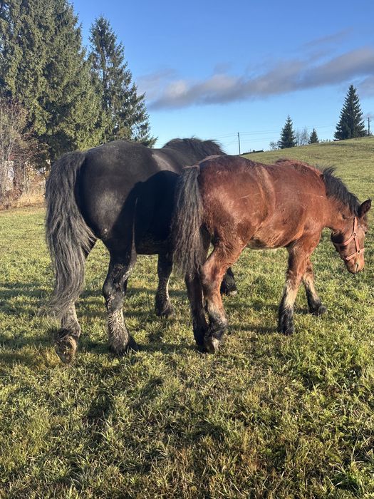 Mânz roşu de vânzare