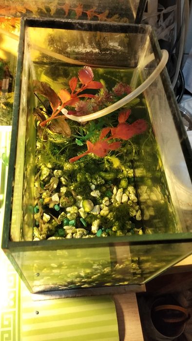 Аквариум с рыбками, креветками