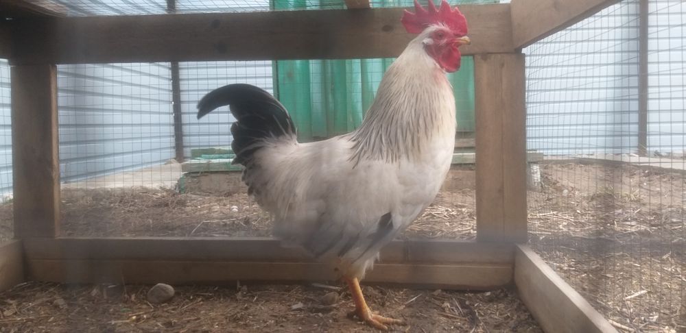 Продаётся петушок Адоер.