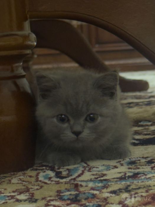 Британский серий кот