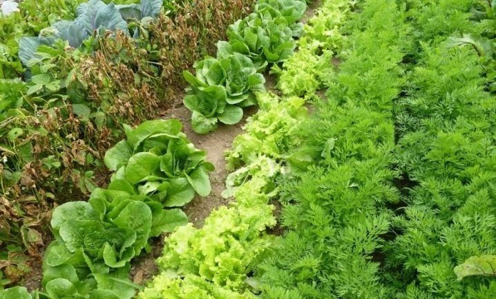 Копър семена разсад