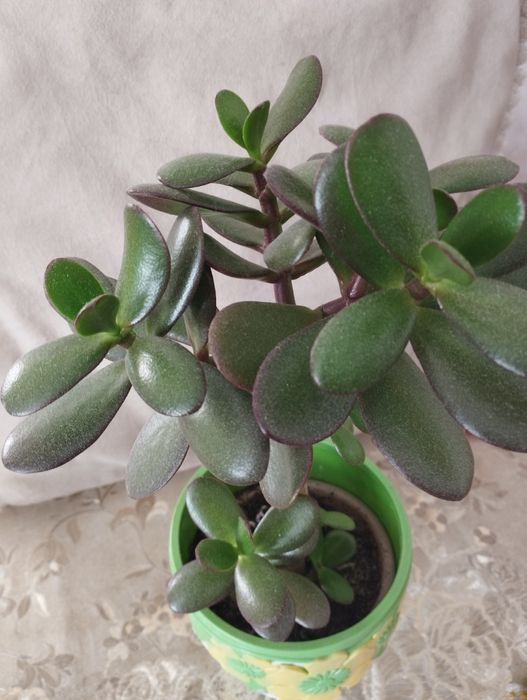 Цветы разные молодые укоренённые