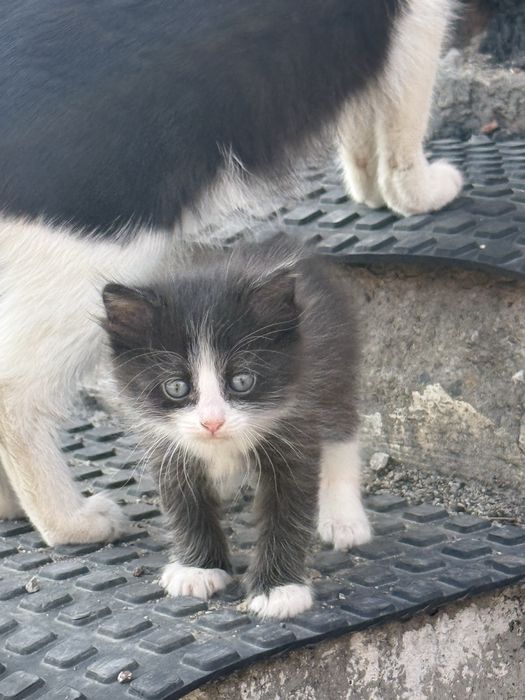 Котята 1 месяц , отдаем в добрые руки