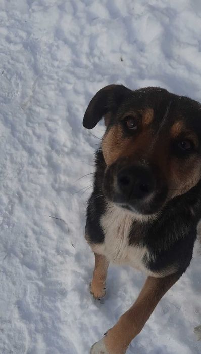 Отдадим щенков в хорошие руки