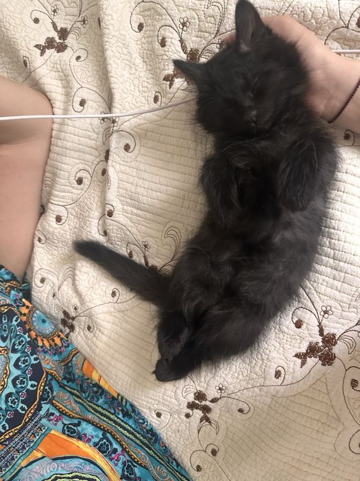 Котенок 2 месяца