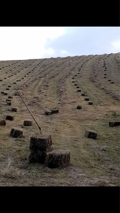 Baloti Lucerna si fan