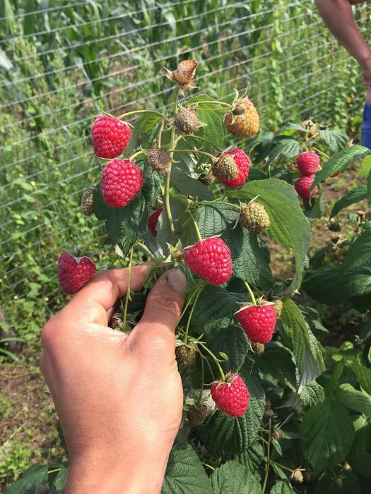 Vând butași zmeură polka și mure