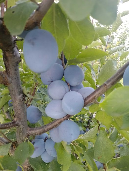 Prune de masa de vânzare
