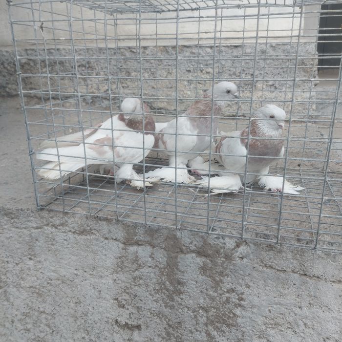 Сирени 2самец 1 самка лет с игрой сталбом