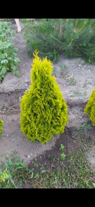 Продам Туи Смарагды