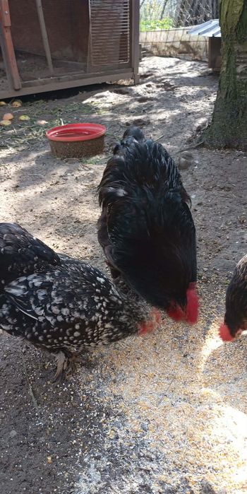 Vând ouă de cochinchina pitic