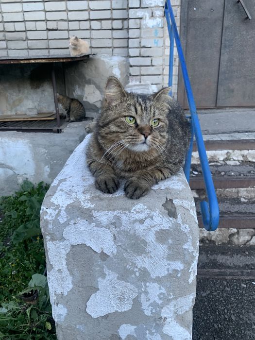 Кошки в добрые руки!