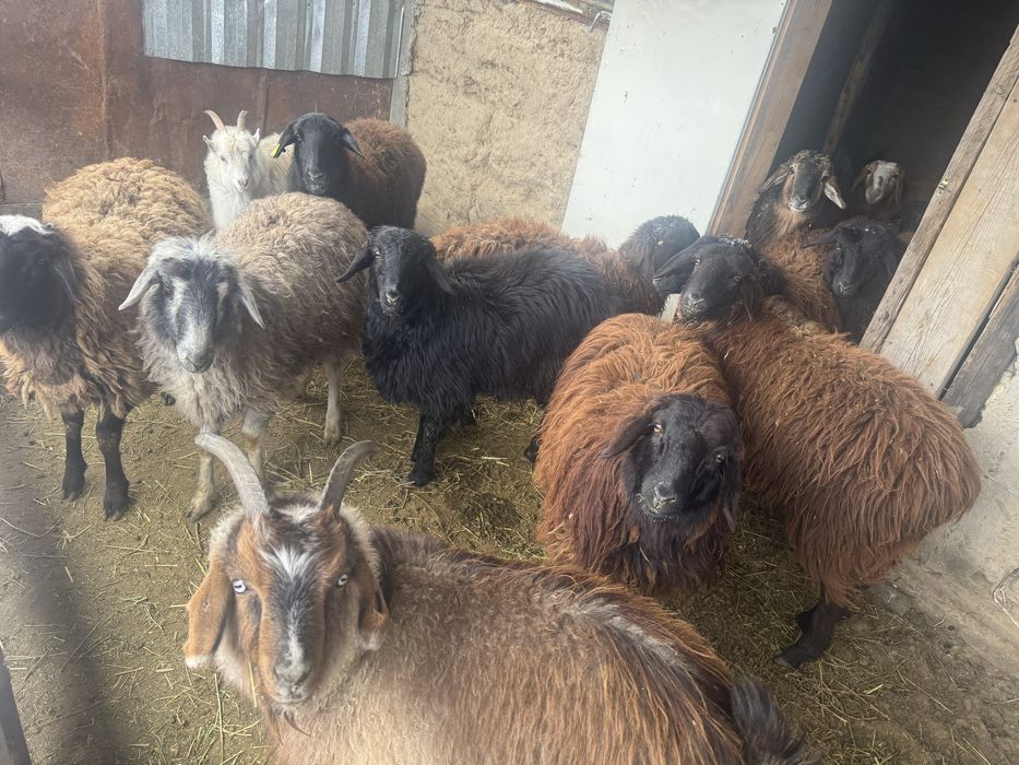 Семыз токты сатылады