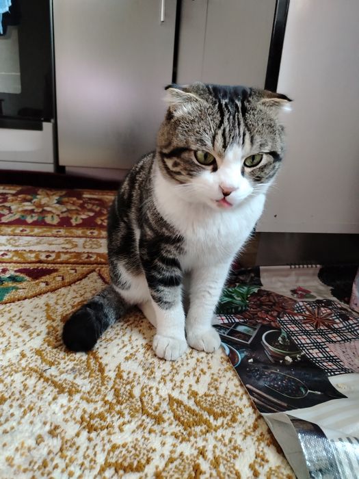 Skotich fold. 1.5 yosh