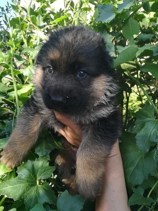 щенок немецкой овчарки