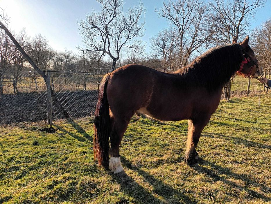 Cal in varsta de 4 ani