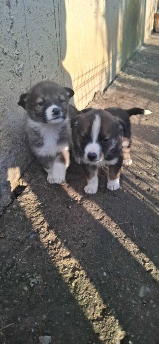 Три малки кученца