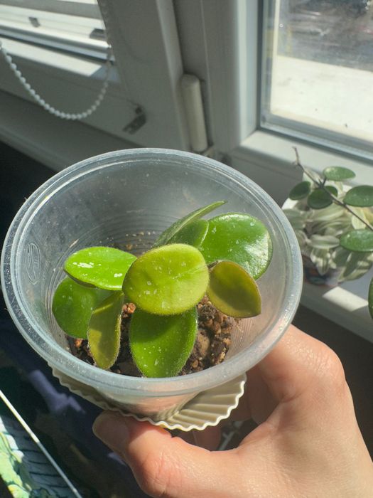 Хоя Mathilde и Sunrise