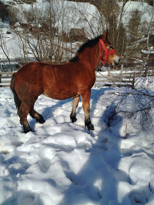 Vând mânză de 8 luni