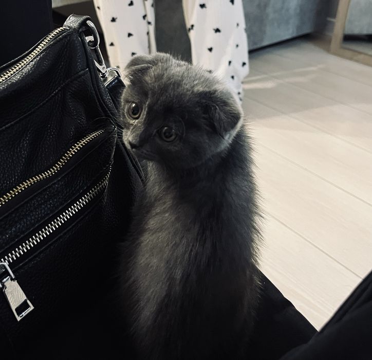 продаю котенка в добрые руки