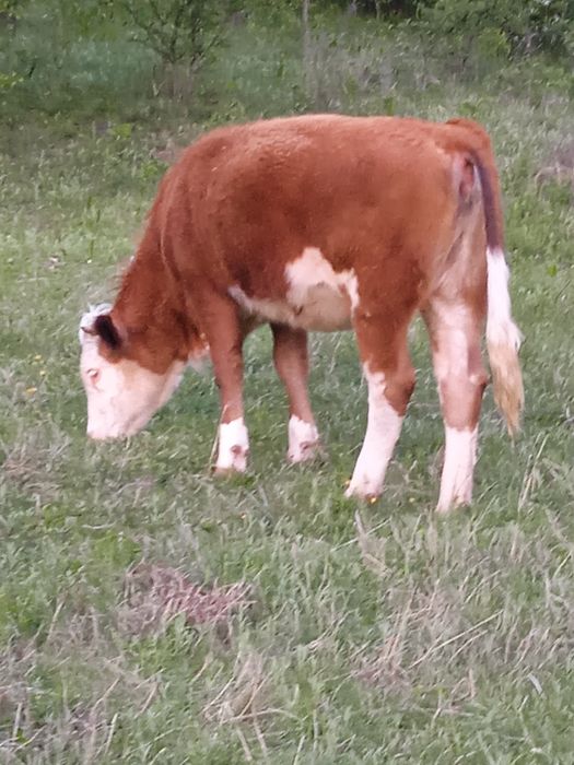 Vând vițică foarte blândă