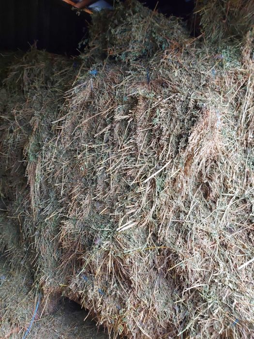 Baloti trifoi de vanzare