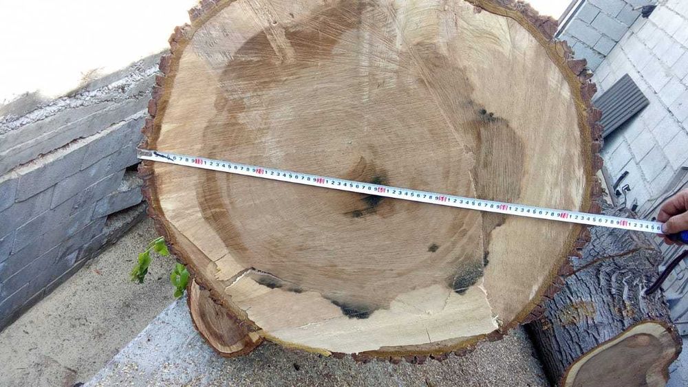 Спиленный ореховый ствол