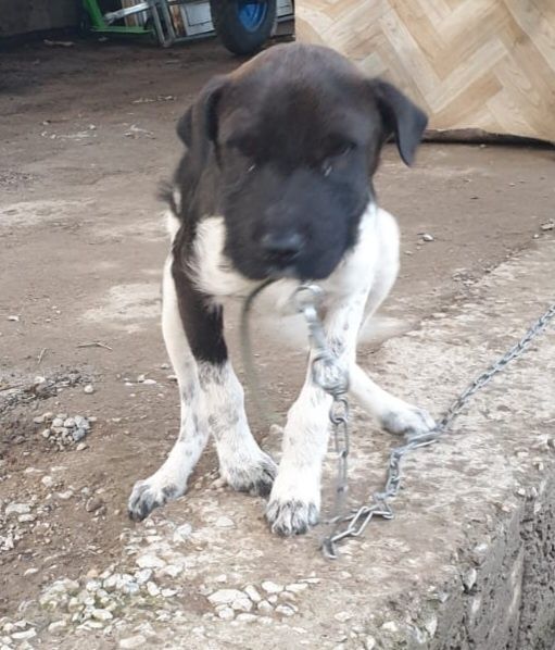 Собака в хорошие руки