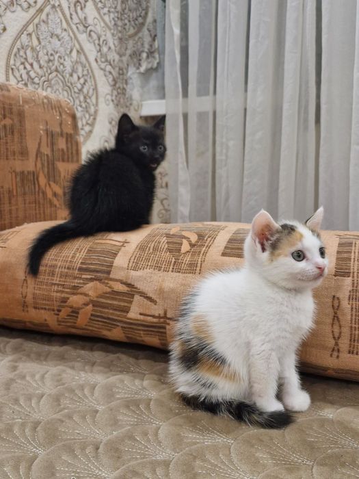 Отдам котят бесплатно