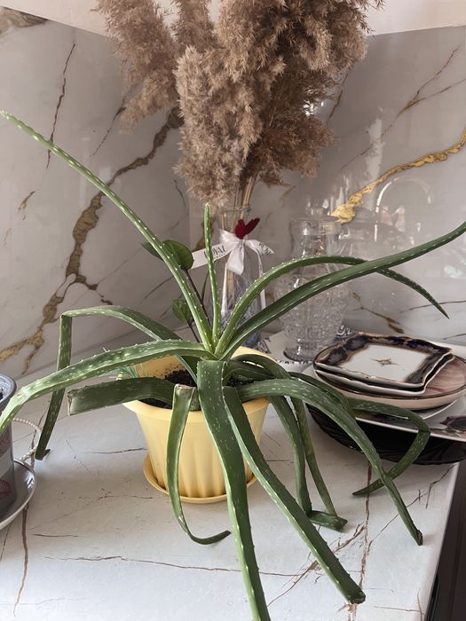 Цветы домашние