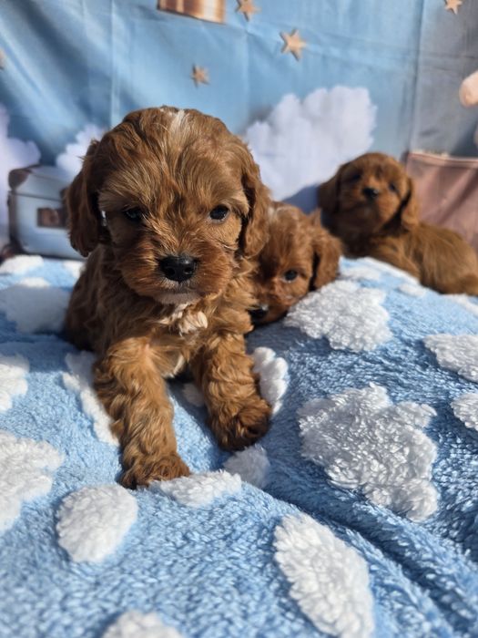 Кавапу момчета /Cavapoo
