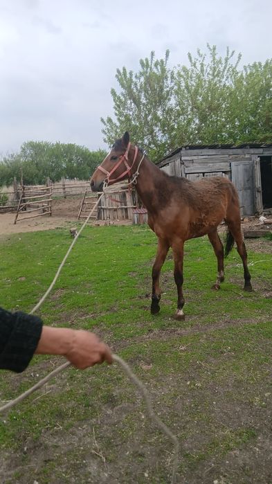 Құнан сатамын үйретілген, продам жеребца
