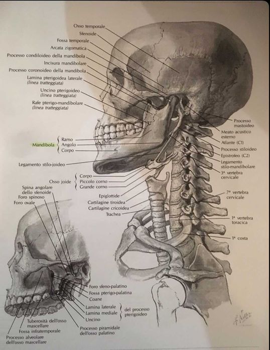 Pregatire Biologie BAC & Admitere Medicina ,clasele Xl-Xll
