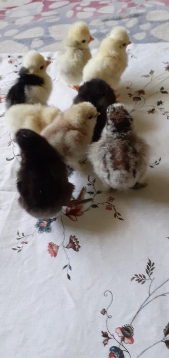 Puii de mătase și de moțată olandeză,și de ouă verzi