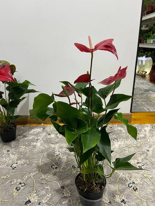 Антюрум гигант сорт