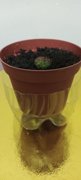 Продажа кактусов.