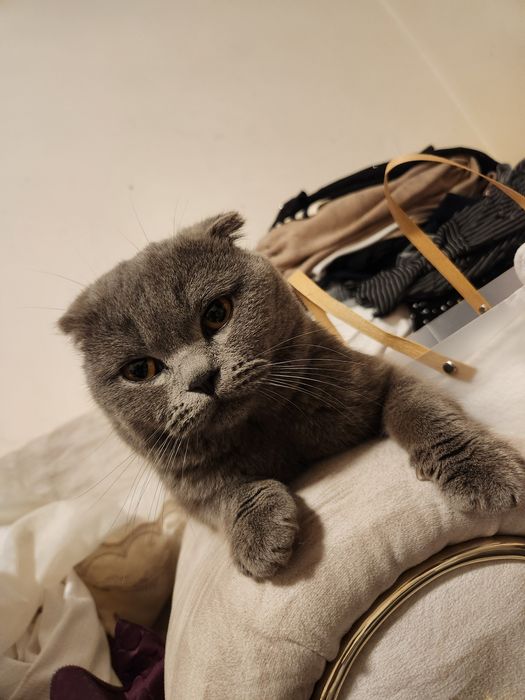 Skotish ful sotiladi