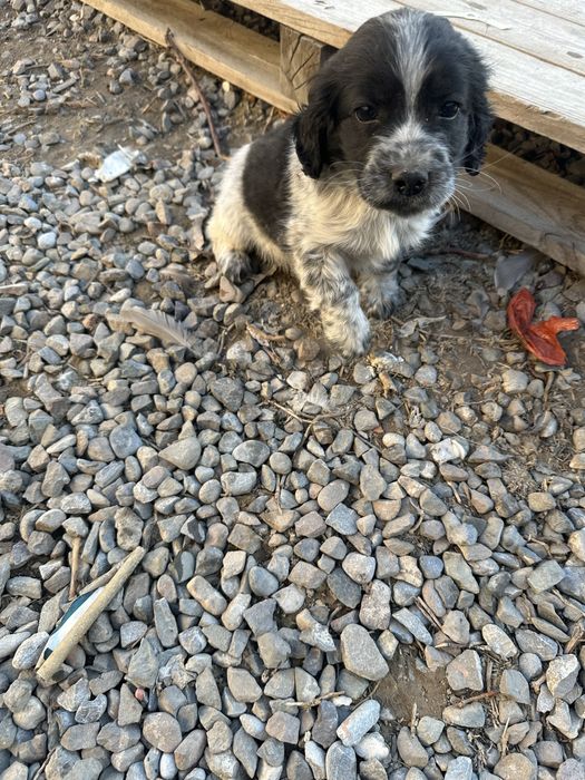 Спаниель 2 айлық