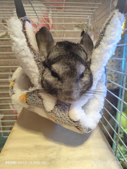 Шиншилла мальчик