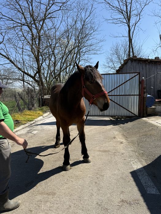 Vand urgent manz de un an foarte bine intretinut