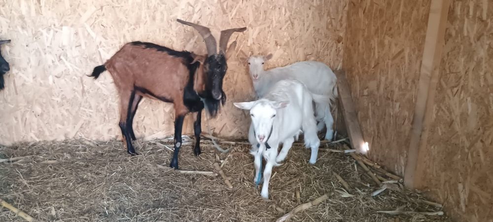 Țap alpin francez